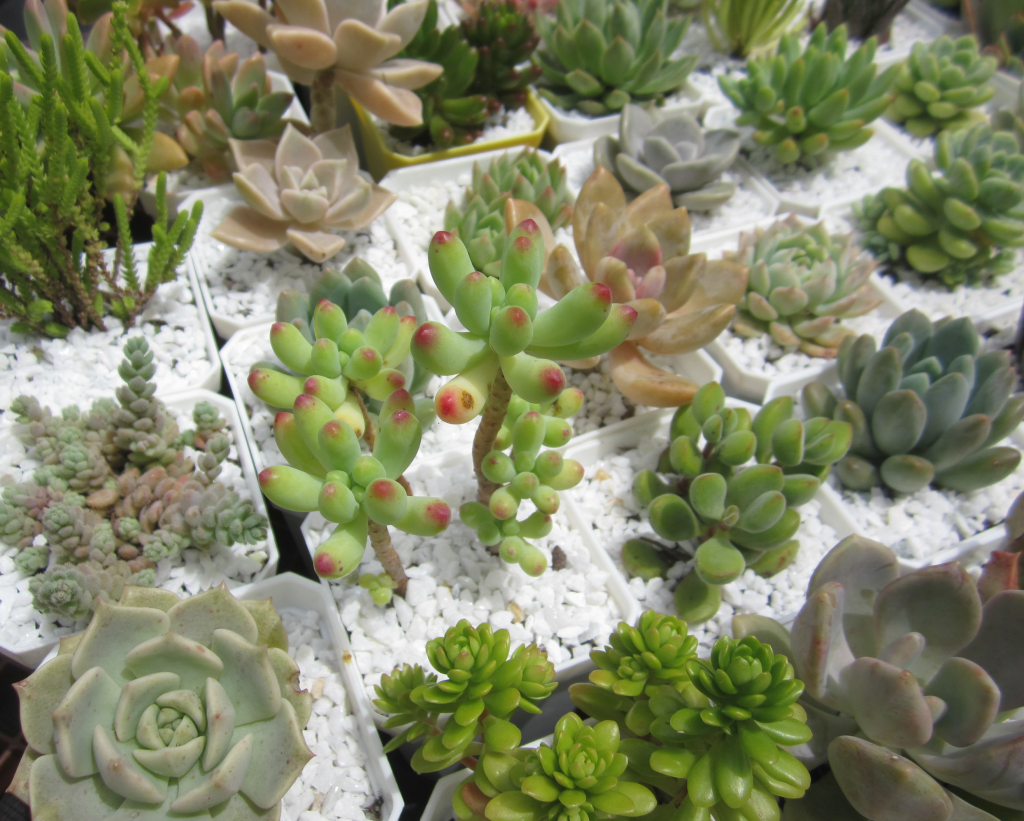 white succulents