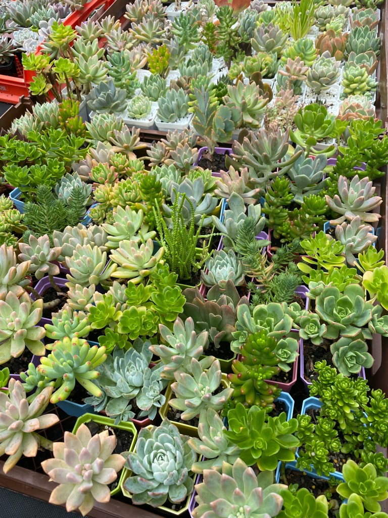 succulents in multi-coloured pots