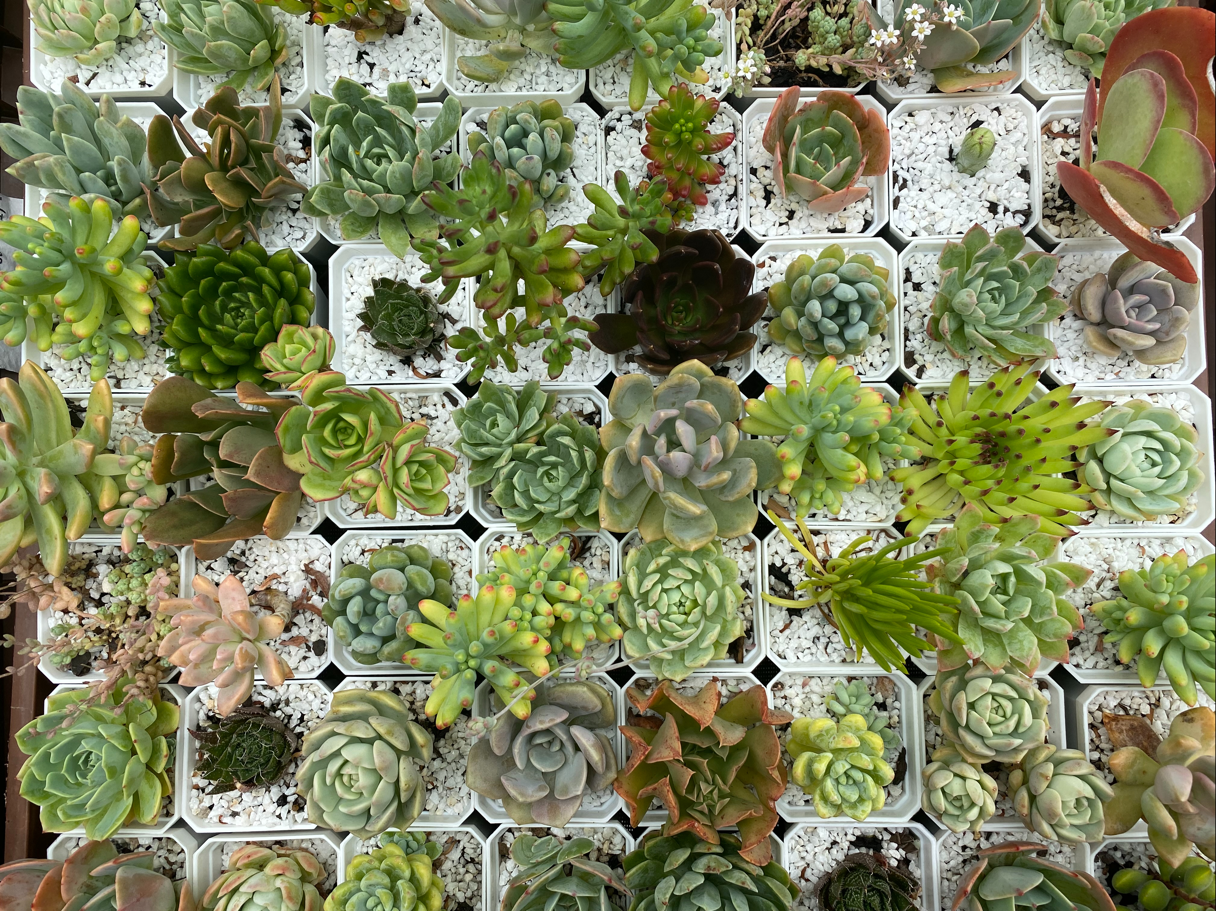 Bulk succulents wedding favours