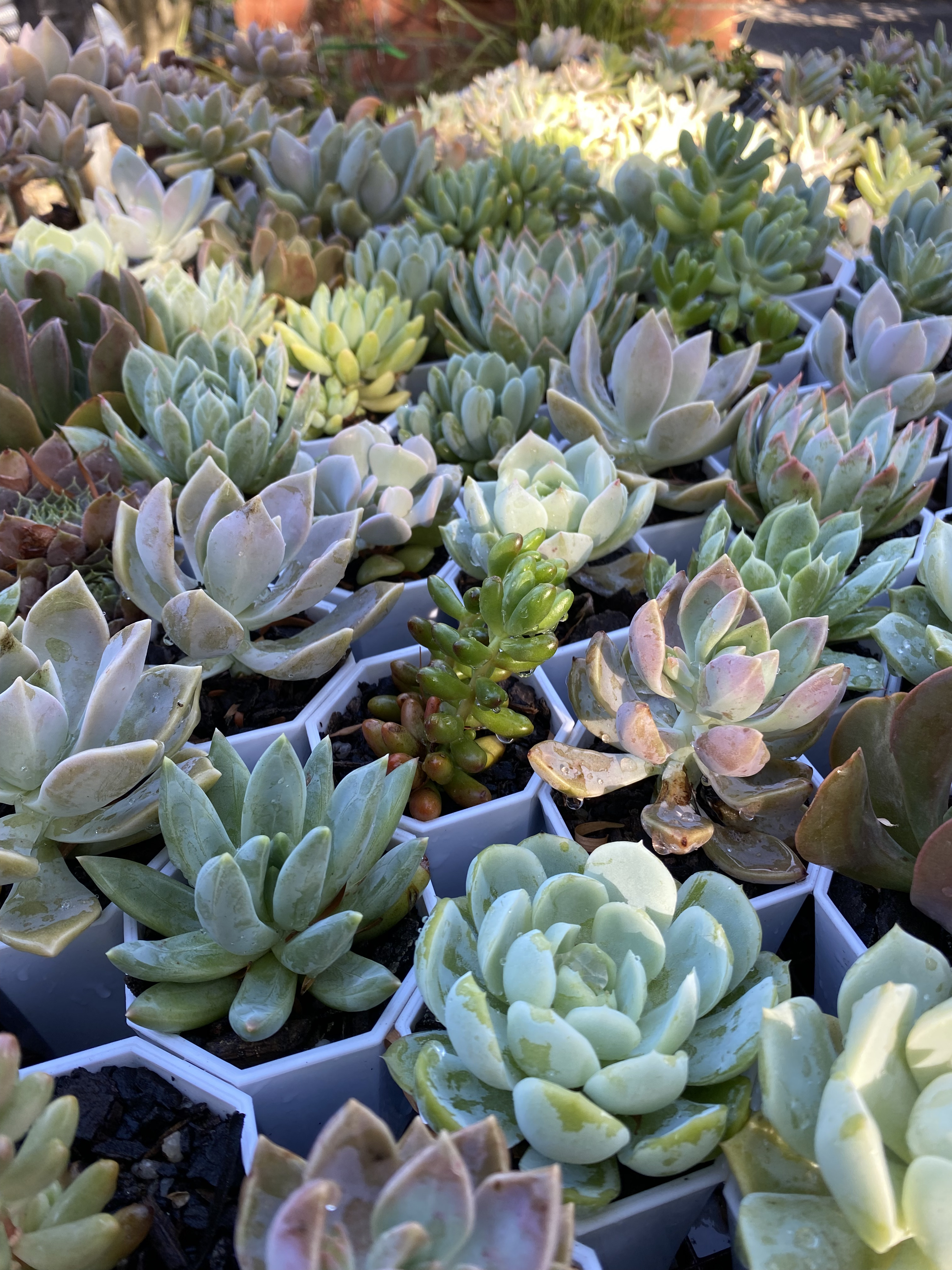 bulk succulents for wedding favours
